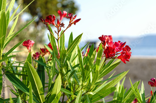 Urlaub Blume am Meer