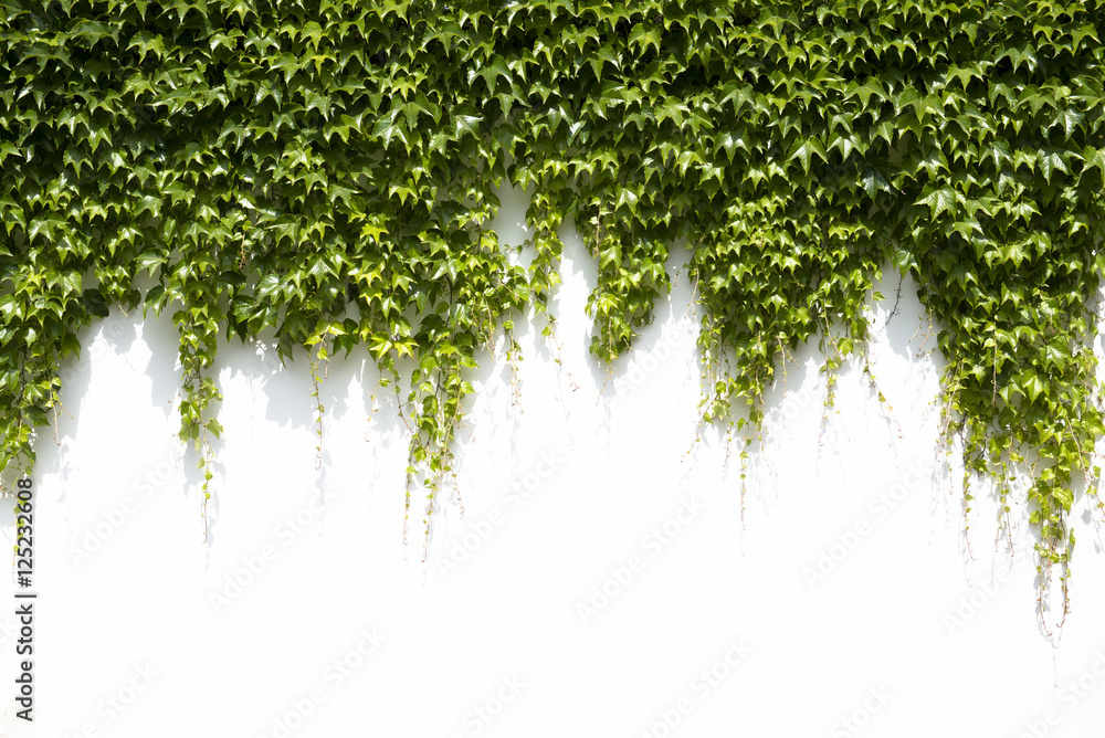 ivy leaves on a white background - obrazy, fototapety, plakaty 