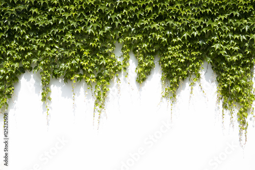 Fototapeta ivy leaves on a white background