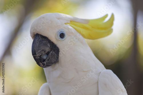 Yellow-crested white cockatoo parrot in nature surrounding, Bali, Indonesia photo