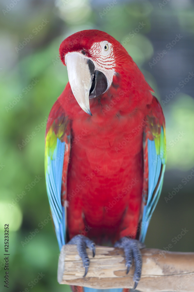 Colorful parrot at Bali Birds Park, Indonesia