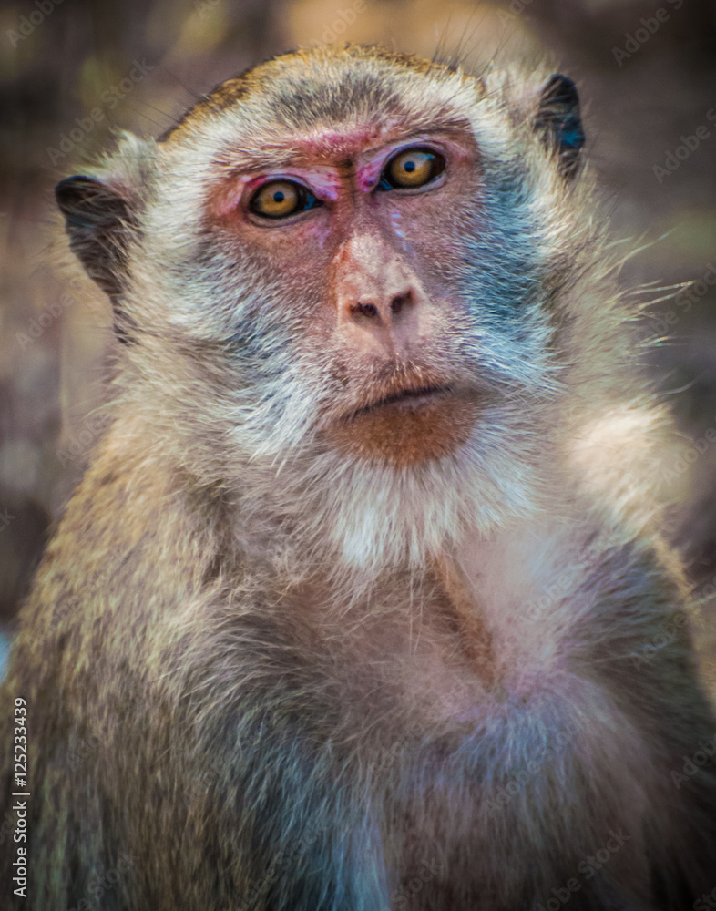 Monkey closeup 