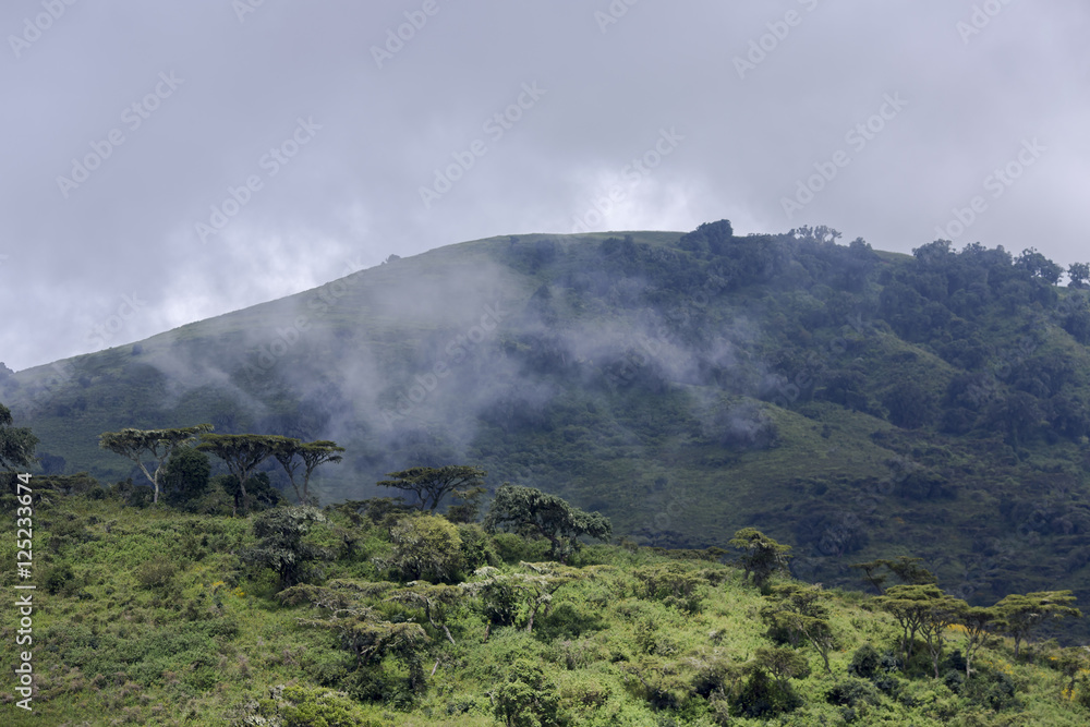 Wooded hills in the background of a stormy sky and fog rising from the lowlands in Ngorongoro Crater Conservation Area,Tanzania. East Africa