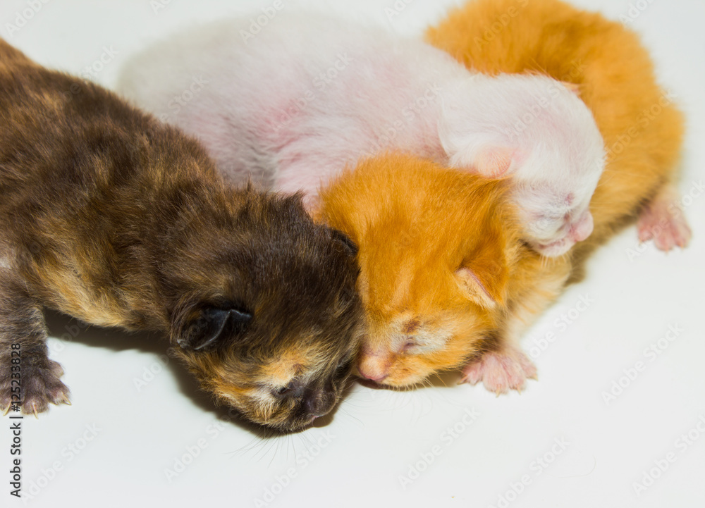 Obraz premium just new born kitten