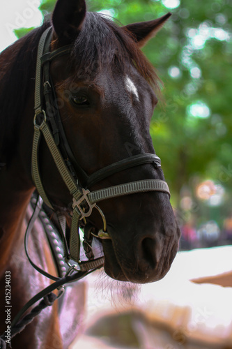 Fototapeta Naklejka Na Ścianę i Meble -  horse close up