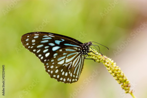The Blue Tiger is a butterfly found in India, that is, the danaid group of the brush-footed butterfly family. This butterfly shows gregarious migratory behaviour in southern India.