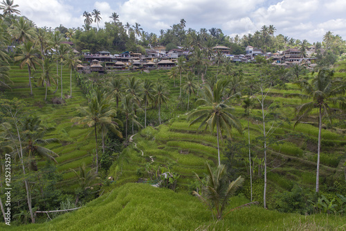 Terrace rice fields in Tegallalang  Ubud  Bali  Indonesia