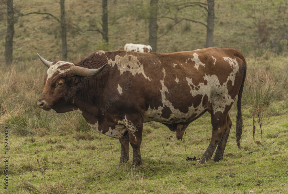 Cows and bulls on morning meadow Cows and bulls on morning meadow