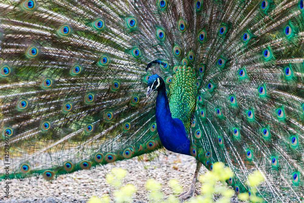 Obraz premium Beautiful peacock with colorful feathers