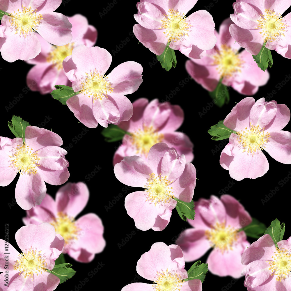 Beautiful floral pattern of pink dogrose 