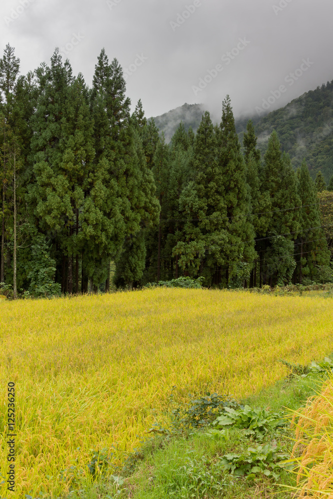 Shirakawago, Japan - September 23, 2016: A yellow rice field borders the green forest and the mountains, captures in fog, under a rainy sky.