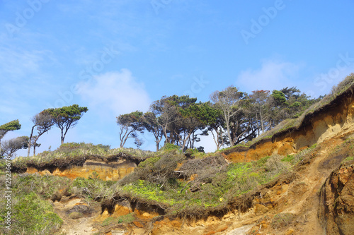 Windblown trees on sandy hillside photo