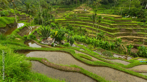 Green rice terraces in Bali island.