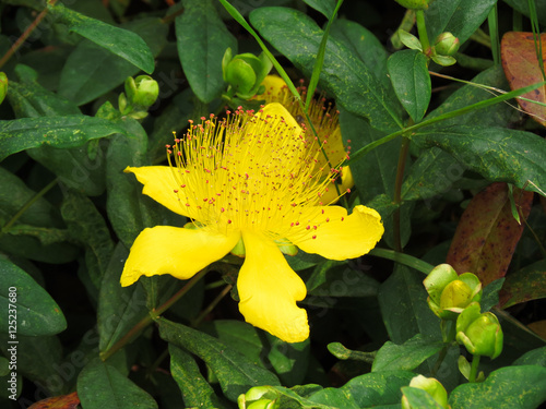 Maine-et-Loire - Maulévrier - Parc oriental - Millepertuis perforé jaune