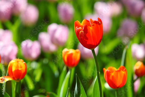  Beautiful bouquet of tulips.