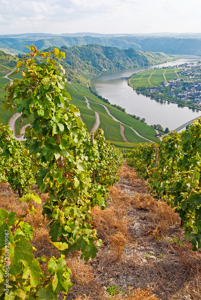 Weinberge mit Moselloreley bei Piesport an der Mosel, Rheinland-Pfalz