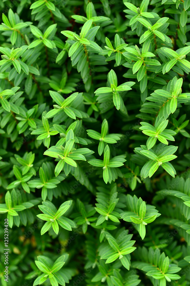 Leaves Leaves