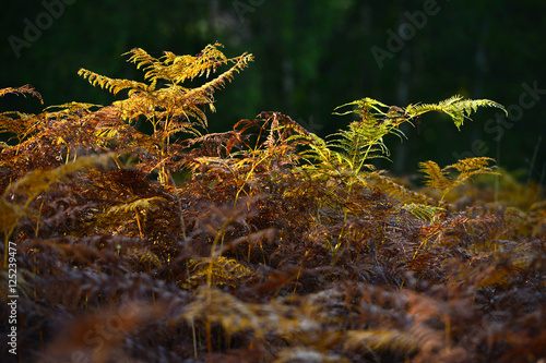 Tableau sur toile bracken
