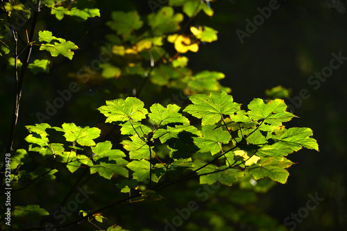 Light on leaves