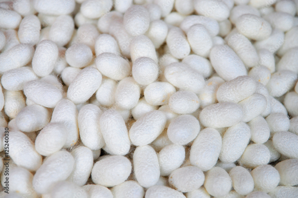 White cocoons of silkworm for making silk in asia White cocoons of silkworm for making silk in asia