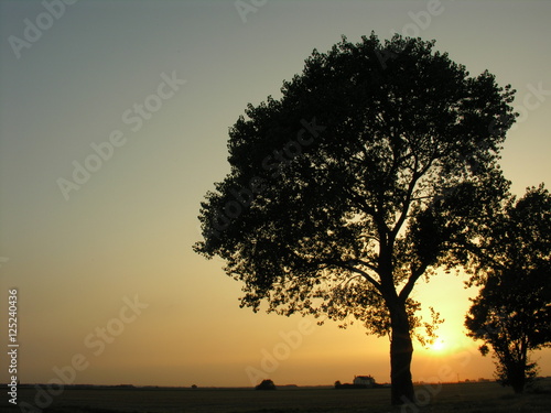 Tree silhouette on a clear sunset sky lincolnshire fens © Mel