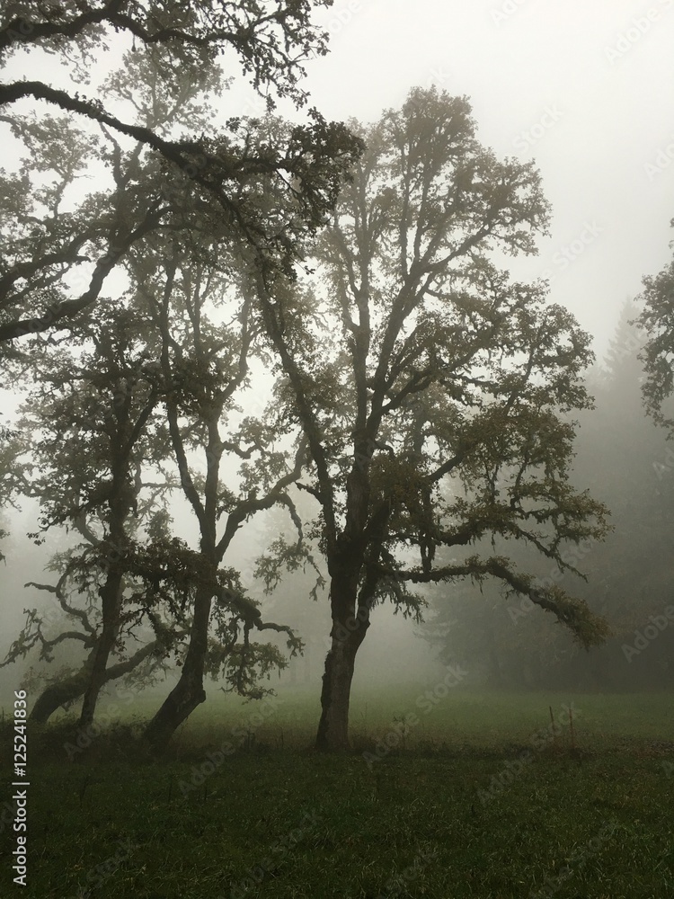 Obraz premium Oak in the Fog