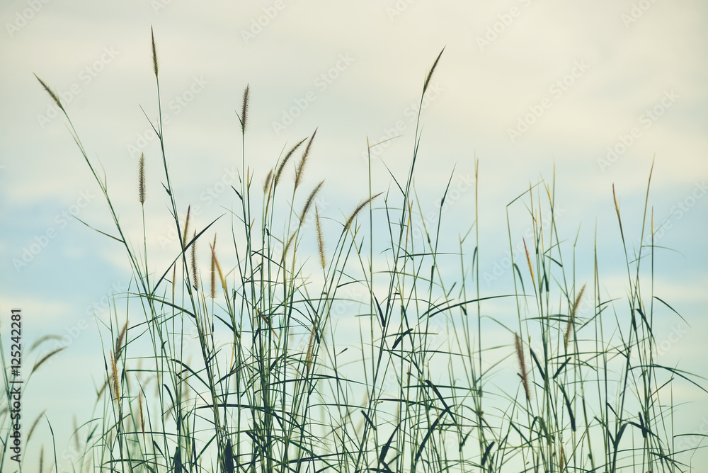 Blurred nature background. Blurred nature background.