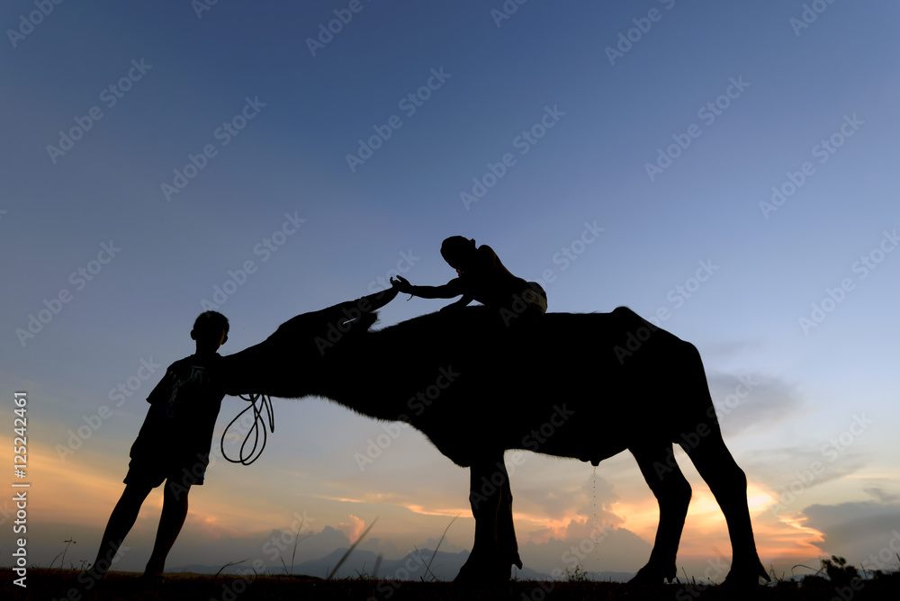 Silhouette of buffalo on sunset . Culture of coexistence of the Children and Buffalo .