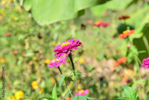 Zinnia flowers garden on green nature background.