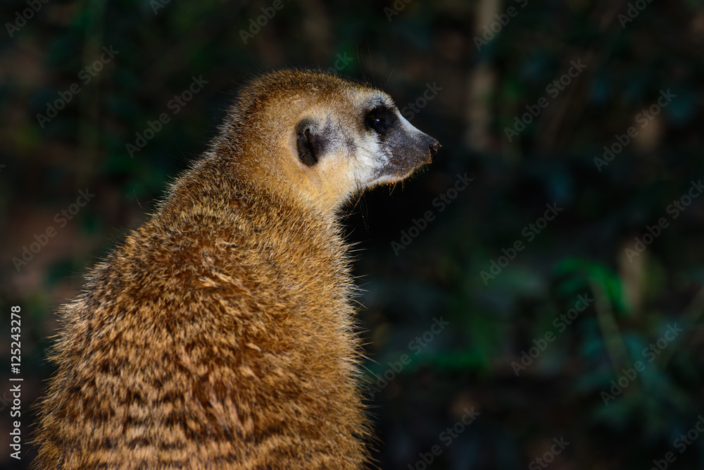 Fototapeta premium Meerkat (Suricata suricatta)