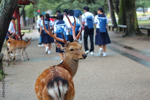 Deer in front of student and tourist at wayside of Nara park,Japan.Selective focus.