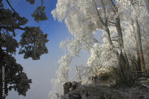 Snowforest in Adygeya photo