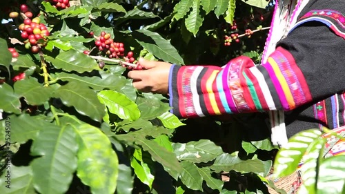 Akha hill picking arabica coffee bean in red and green on its branch tree at plantation,coffee pro cess photo