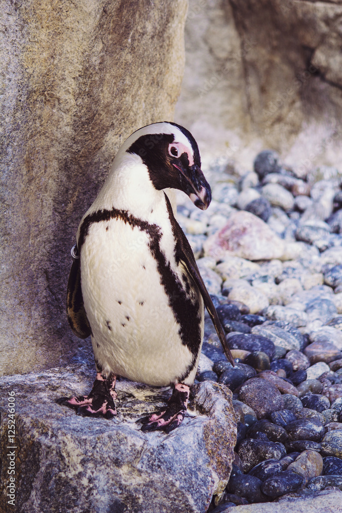 Naklejka premium Model Penguin