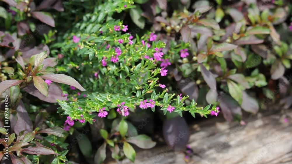 Close up of Small False heather Flower Close up of Small False heather Flower
