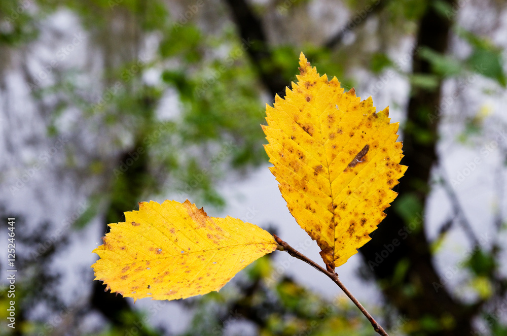 Two yellow leaves on the background of the river Two yellow leaves on the background of the river