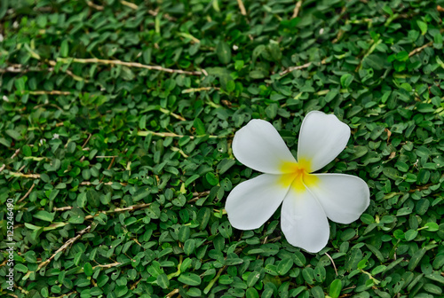 Plumeria