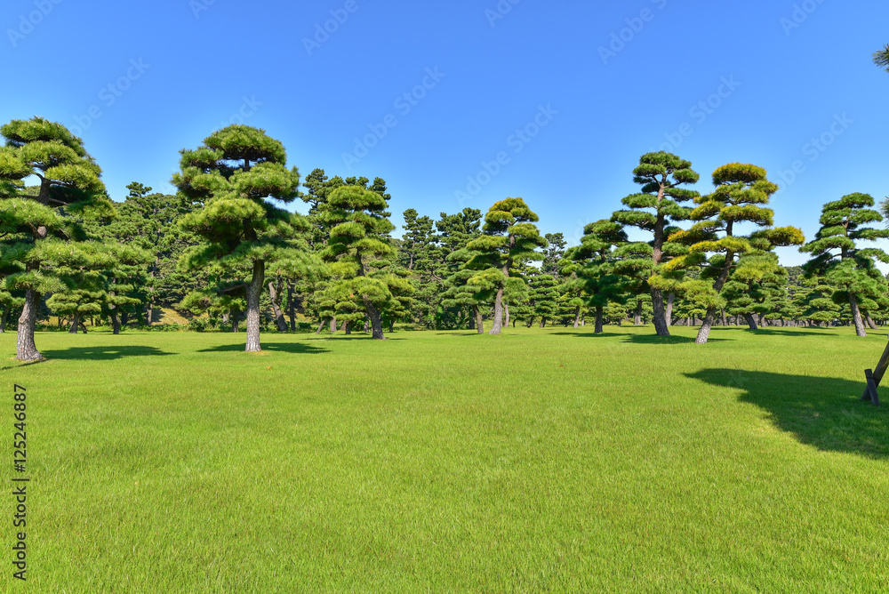 皇居の松林