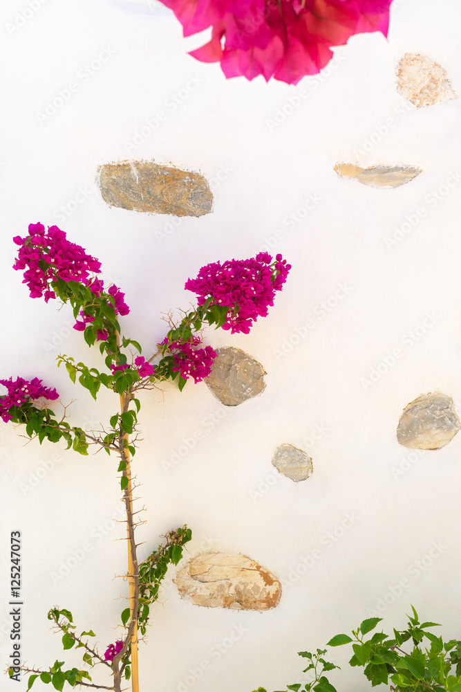 Beautiful pink ivy flower against a patterned wall.
Beautiful pink ivy flower against a patterned wall.