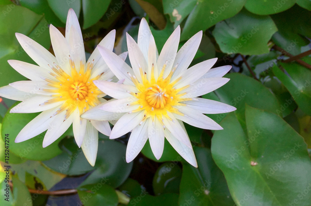 lotus flower lotus flower