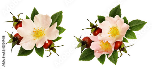 Wild rose flowers and berri...