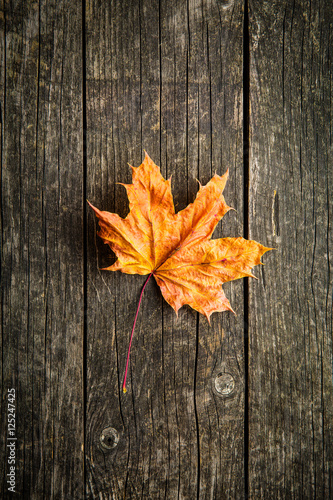 Colorful autumn leaf.