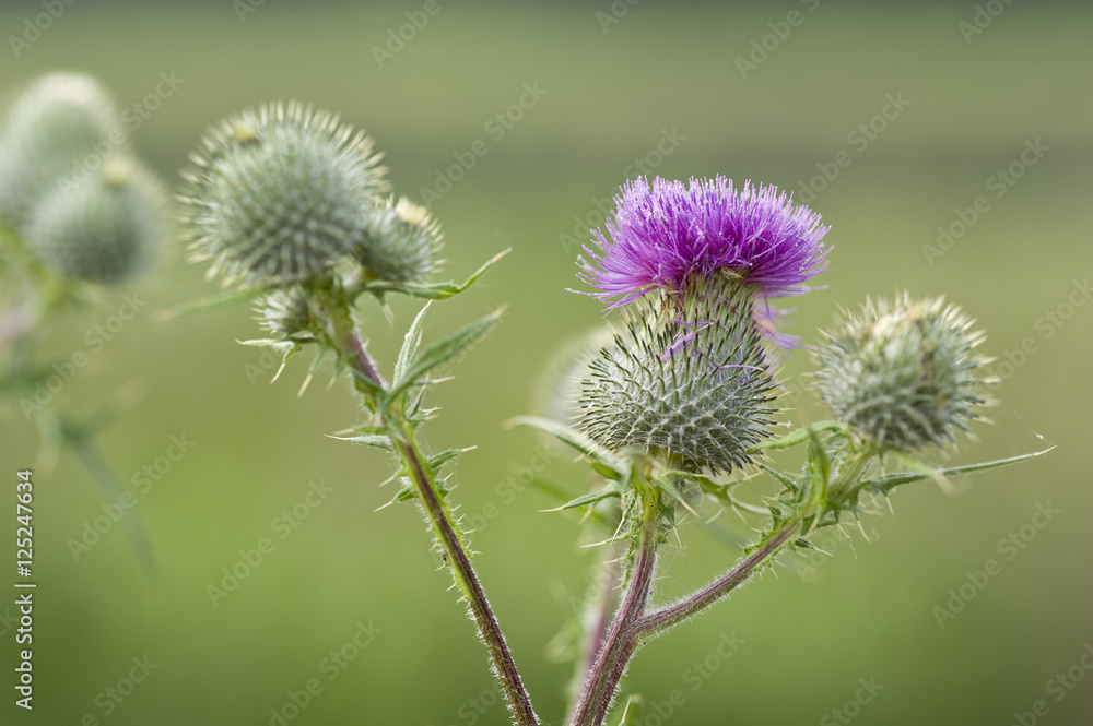 Thistle flowering heads close up macro in field Thistle flowering heads close up macro in field