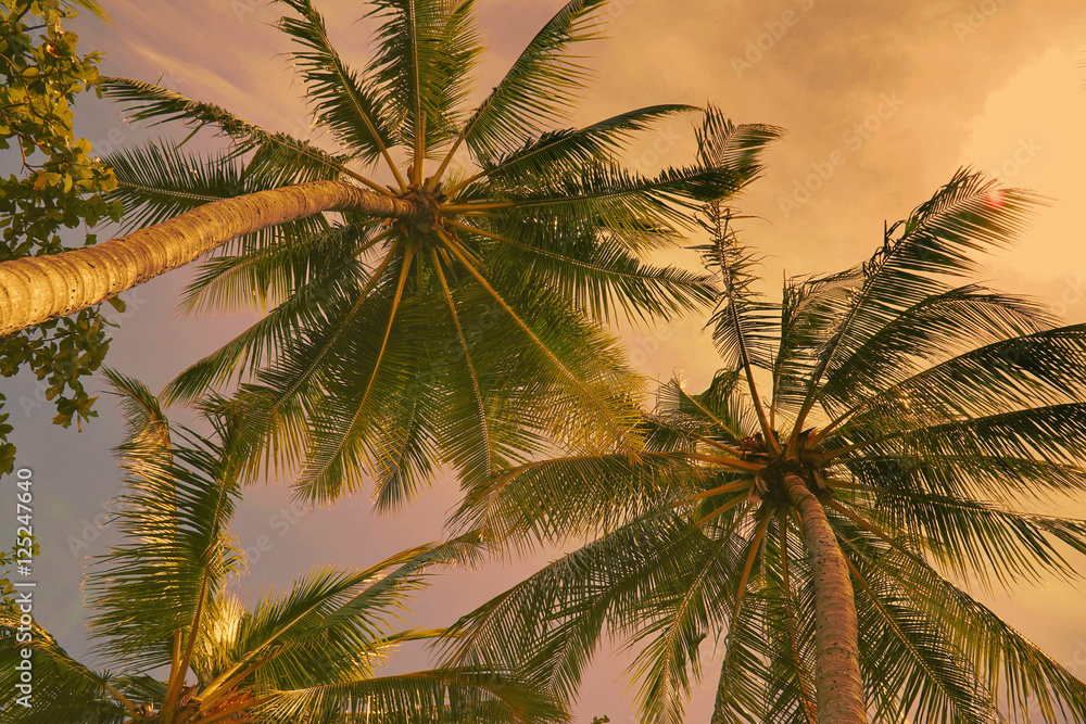 coconut trees in the evening sunset