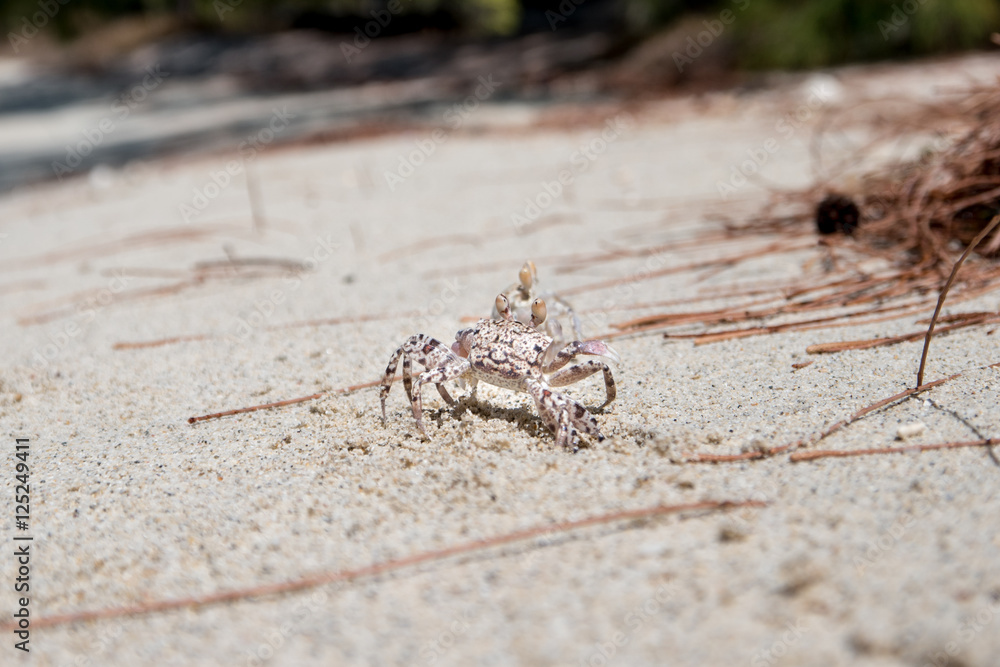 Obraz premium Crabs walk on white beach in Mauritius