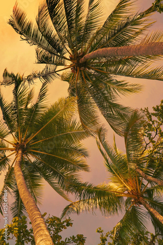 looking up at coconut palms in the sunset