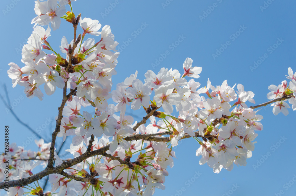 桜