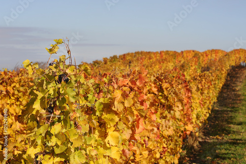 Weingarten im Herbst mit bunten Blättern