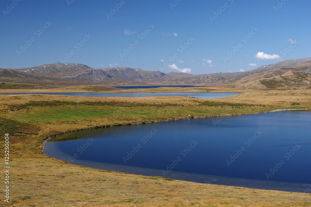 Colorful vibrant highland landscape steppe shore of a deep blue lake with dry yellow grass under the blue sky and white clouds. The Ukok Plateau, Altai Mountains, Siberia, Russia.