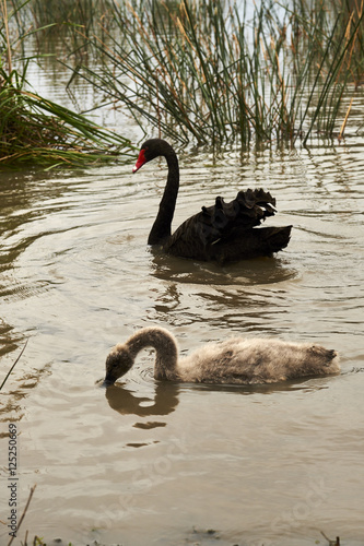 BlackSwan
